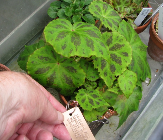 B. tenuipila